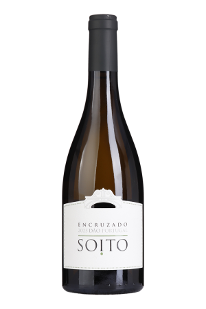 Soito Encruzado Witte 2025