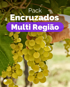 Pack Encruzados Multi região (1xAdega de Penalva+1xQ. de Carvalhiços+1xQ. de São Simão da Aguieira+1xTiago Cabaço+1xBacalhôa+1xPágina)