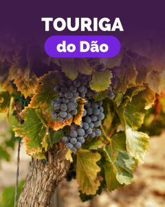 Pack Touriga do Dão (1xBella+1xTaboadella+1xMOB)