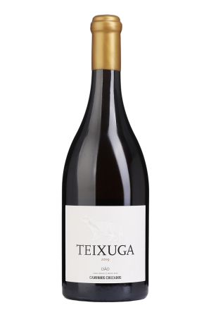 Teixuga Branco 2019